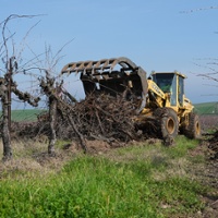 Grape glut lessens as growers scrap vines