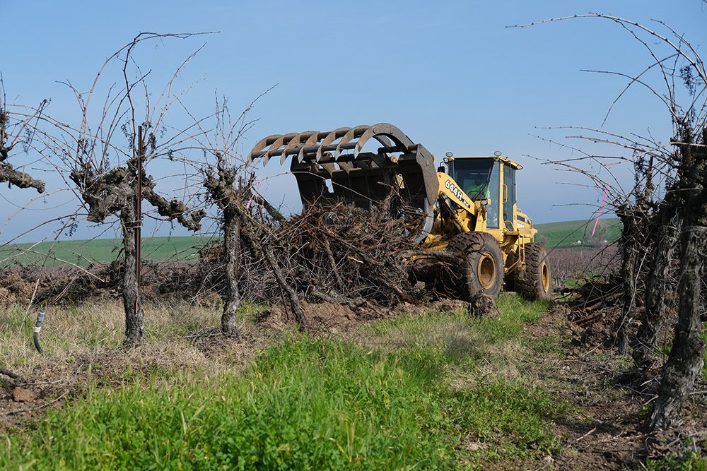 Grape glut lessens as growers scrap vines