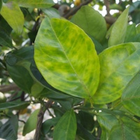 Ventura County latest to establish HLB quarantine