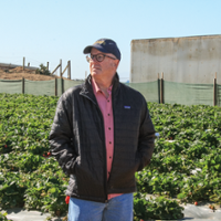 Strawberry breeding effort boosts resistance to diseases