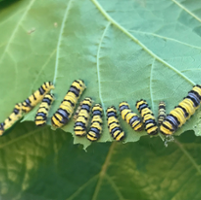 New traps, sensors help identify, monitor grape pest