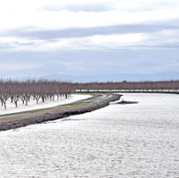 Flooded almond orchards impacted by deadly mold