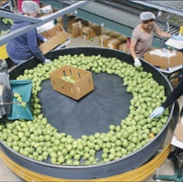 With less acreage, pear market is 'on fire'