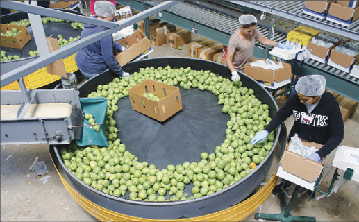 With less acreage, pear market is 'on fire'
