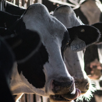 State Senate hears about response to bird flu outbreak