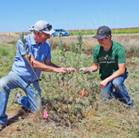 Researchers study the benefits of hedgerows in rice