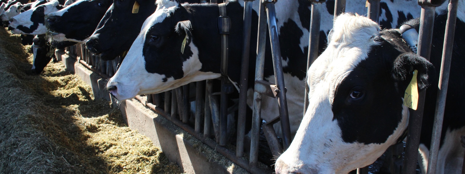 Supplies of dairy heifers shrink as more bred to beef