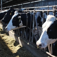 Supplies of dairy heifers shrink as more bred to beef