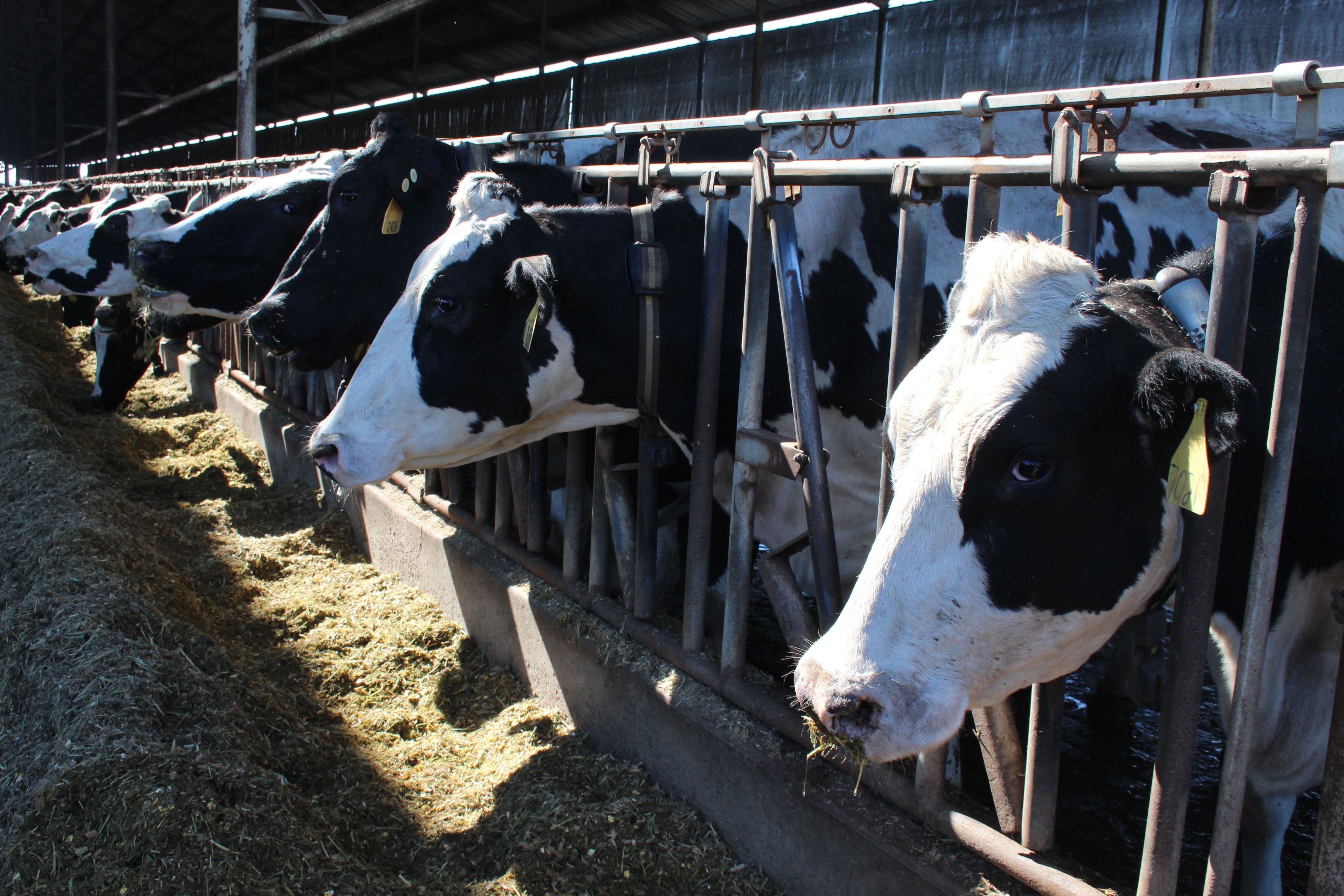 Supplies of dairy heifers shrink as more bred to beef