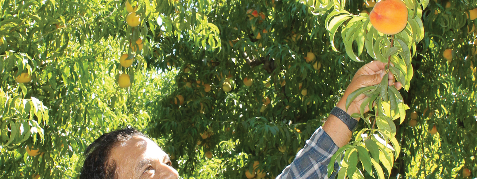 Canning, fresh peach crops increase from last year