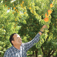 Canning, fresh peach crops increase from last year
