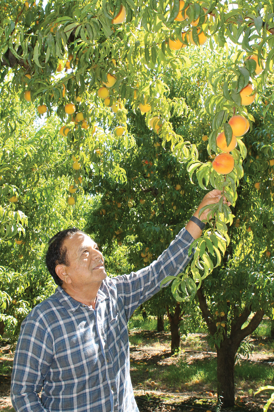 Canning, fresh peach crops increase from last year