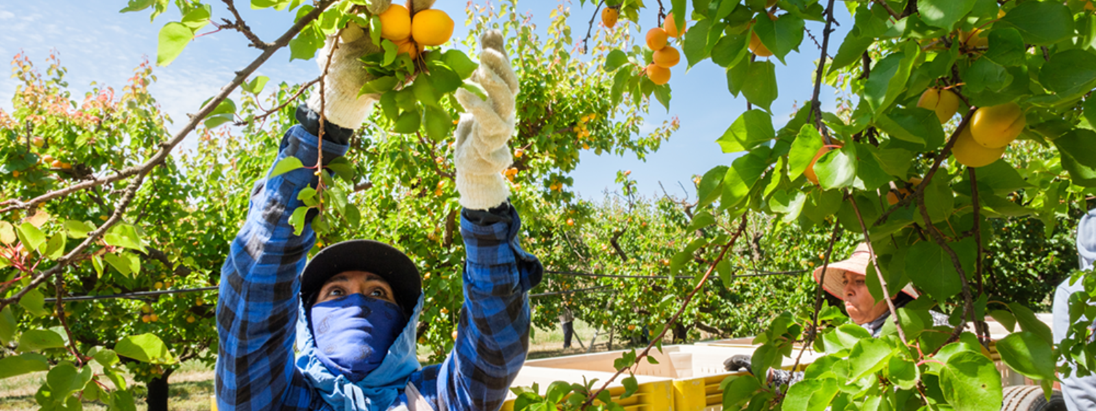 Apricot growers work to rebuild markets