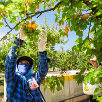 Apricot growers work to rebuild markets
