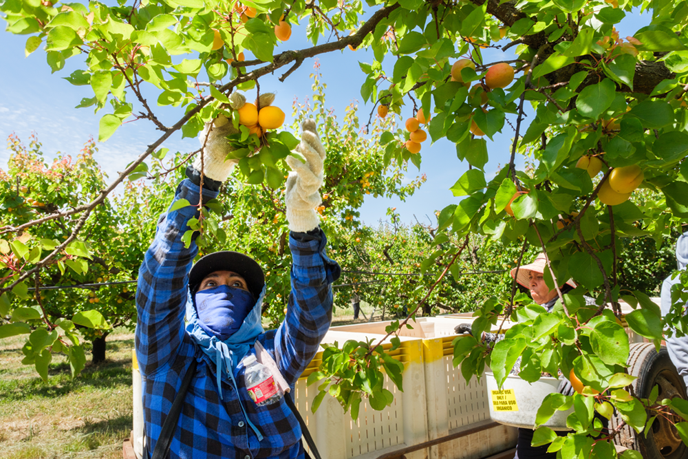 Apricot growers work to rebuild markets