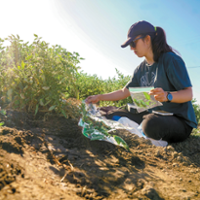 Researchers target parasitic weed in tomato fields