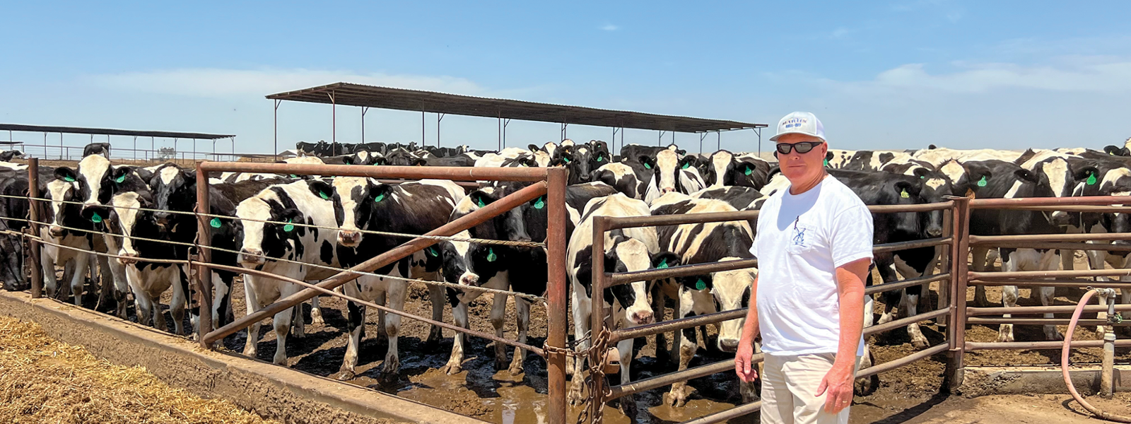 Dairies are returning to work after floods