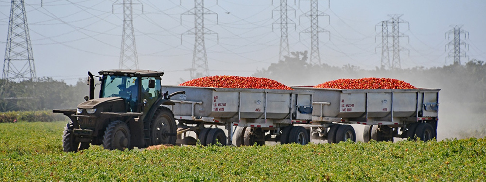 Processed tomato growers hope for market recovery