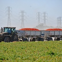 Processed tomato growers hope for market recovery