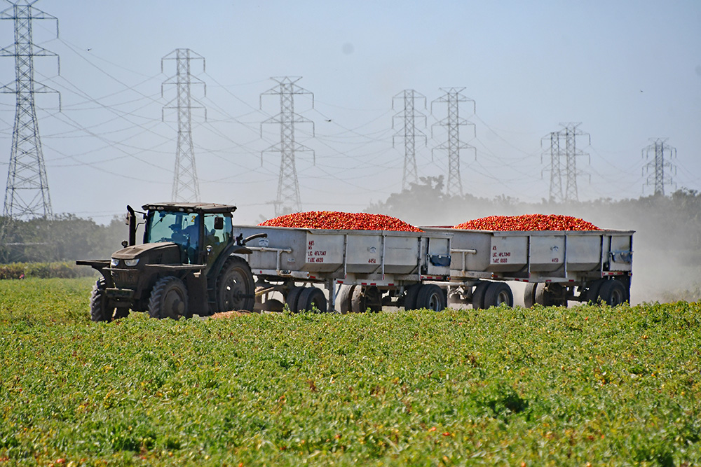 Processed tomato growers hope for market recovery