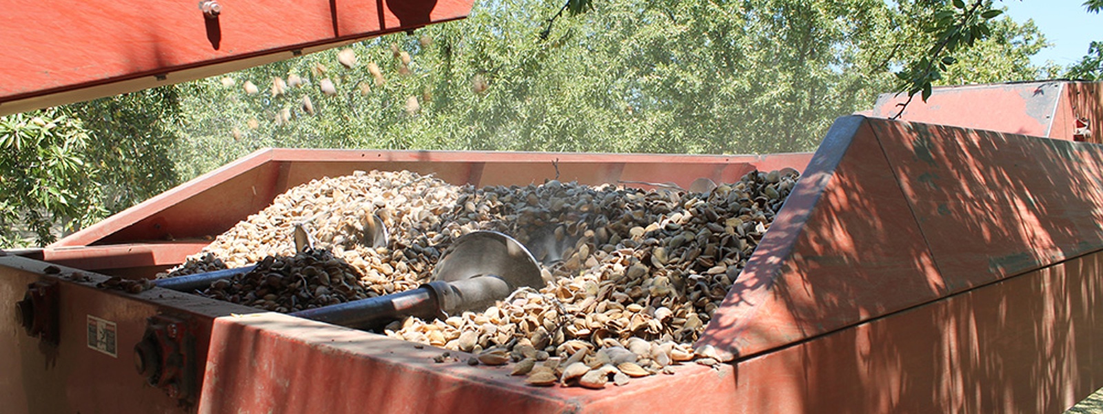 Expected almond crop yield slightly smaller this year