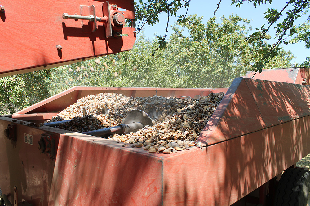 Expected almond crop yield slightly smaller this year