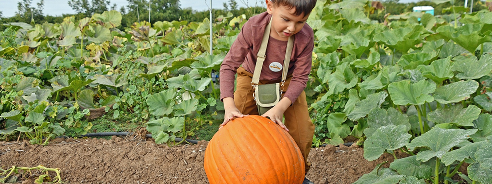 Pumpkin patches fill agritourism niche