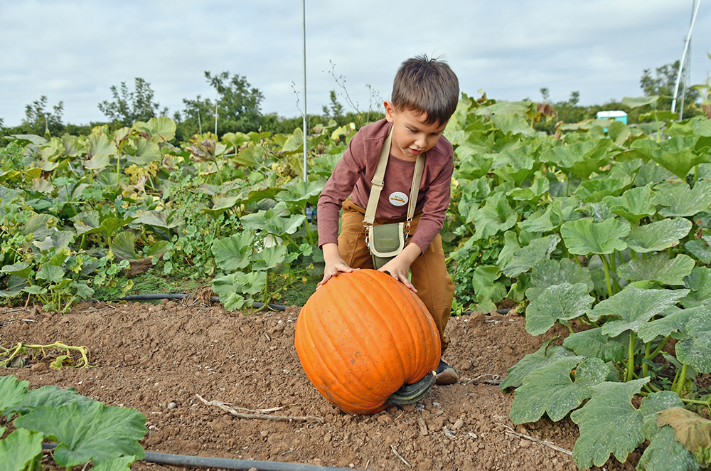 Pumpkin patches fill agritourism niche