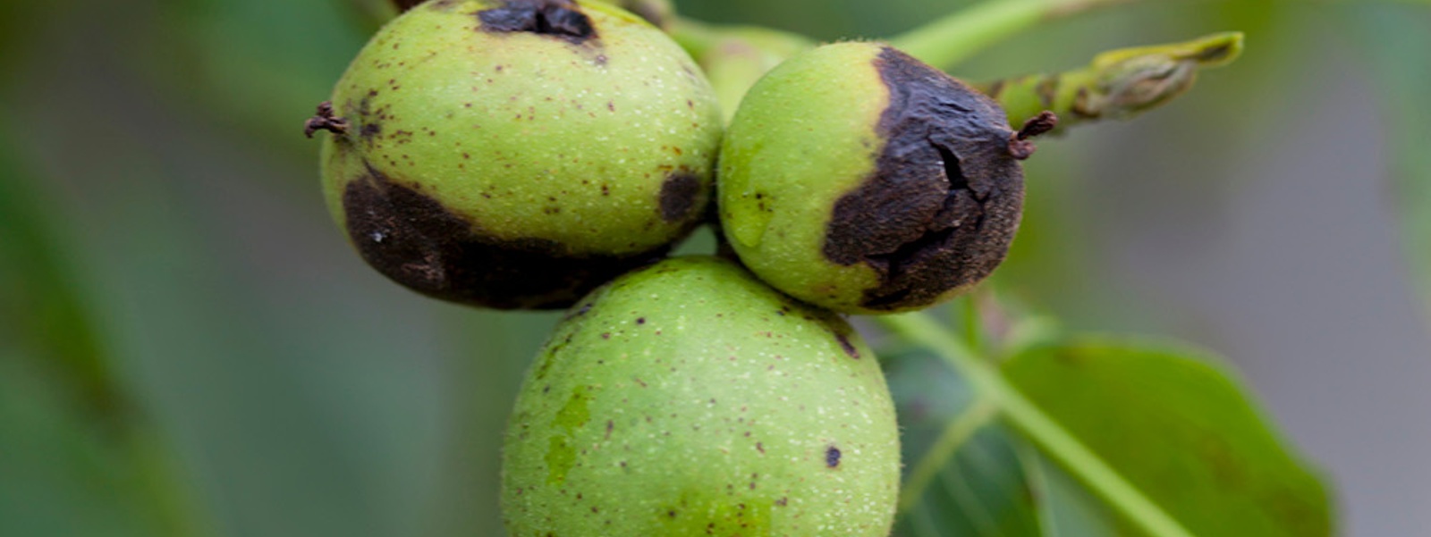 What is needed to protect against walnut blight?