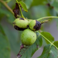 What is needed to protect against walnut blight?