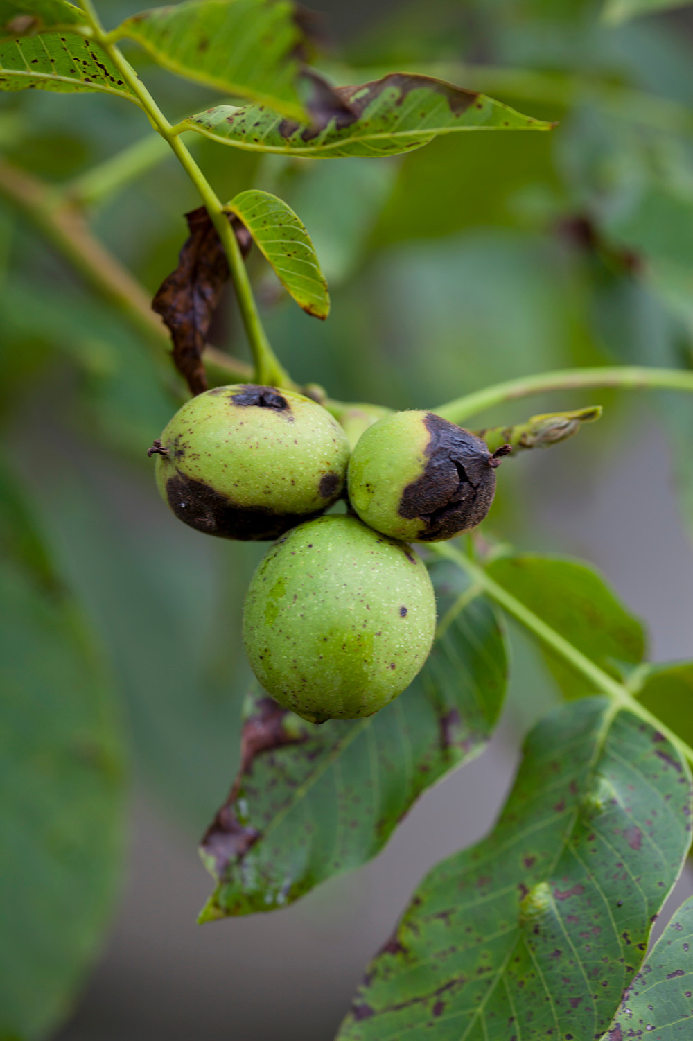 What is needed to protect against walnut blight?
