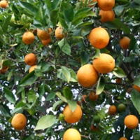Navel orange production up but crop still 'manageable'