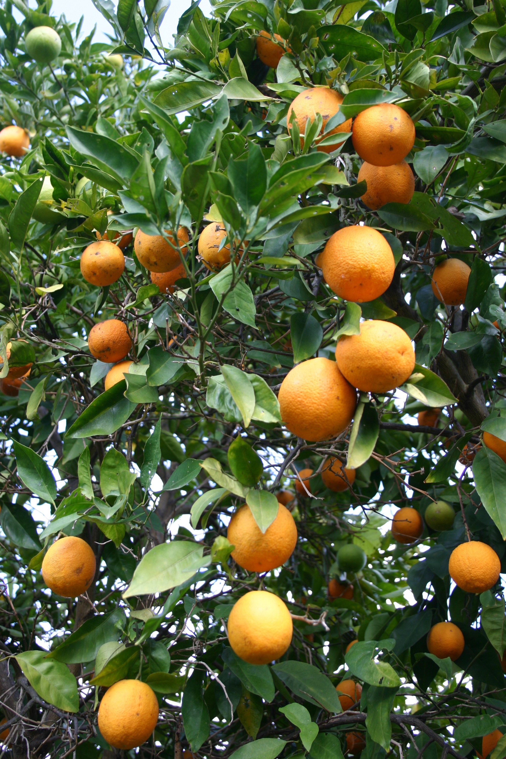 Navel orange production up but crop still 'manageable'