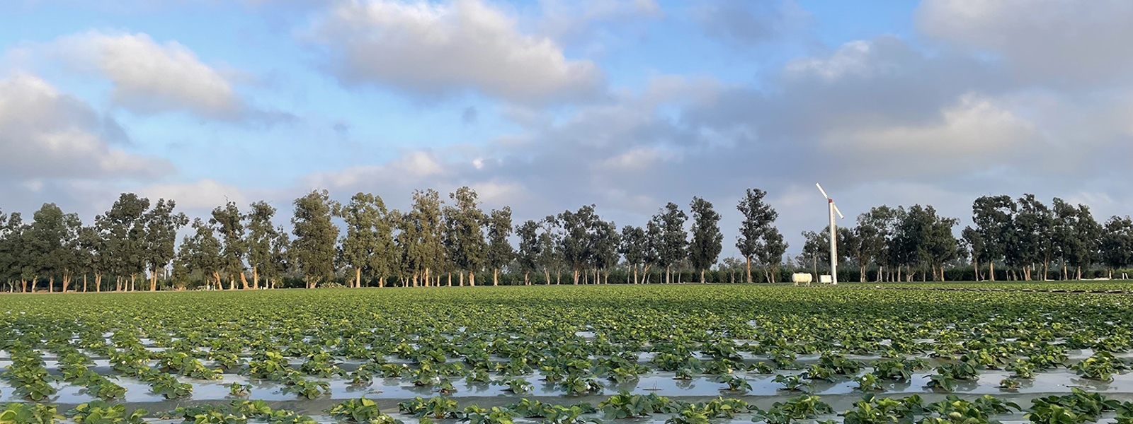 CCA Today: How a Certified Crop Adviser approaches nitrogen management plans