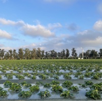 CCA Today: How a Certified Crop Adviser approaches nitrogen management plans