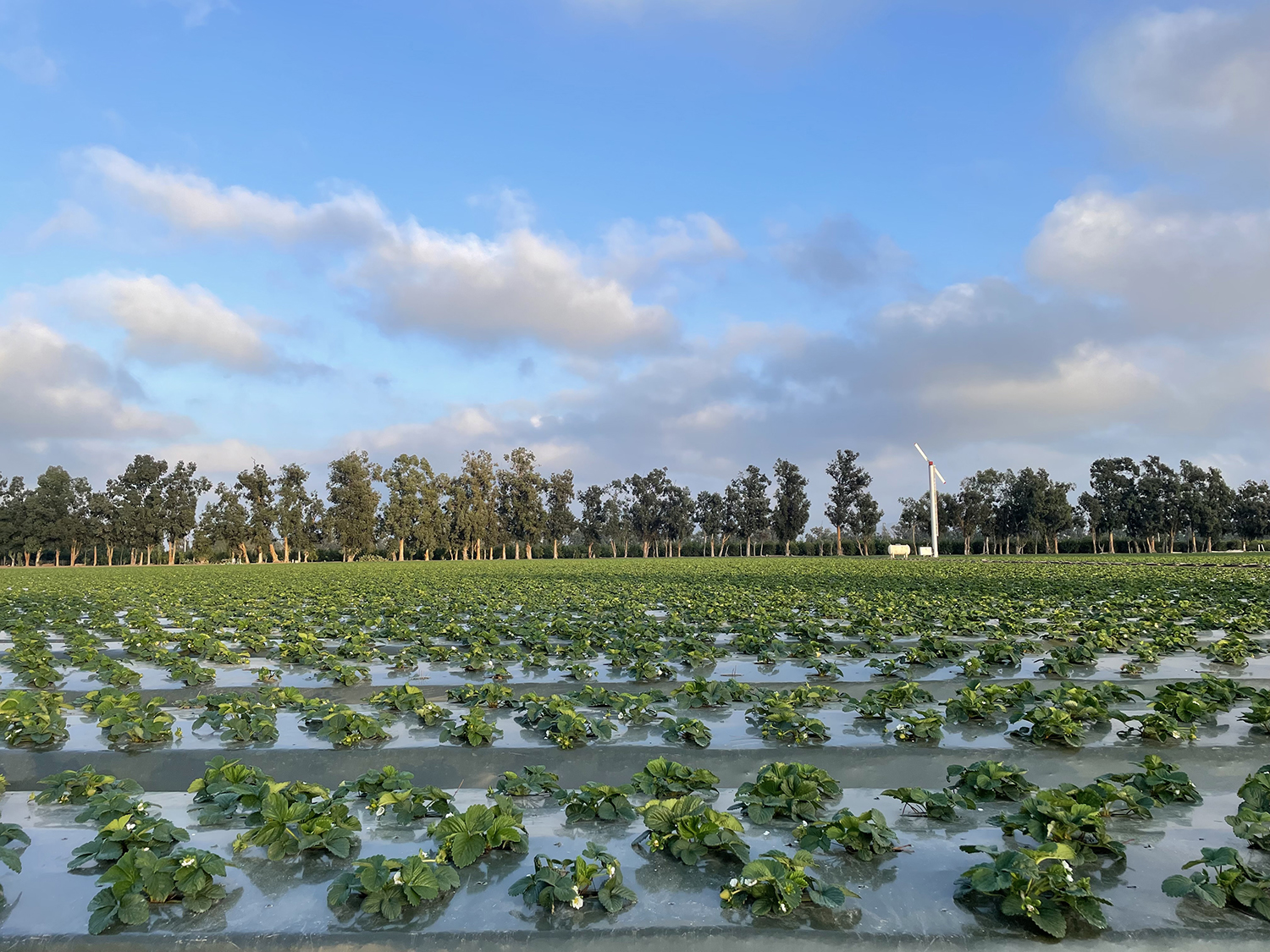 CCA Today: How a Certified Crop Adviser approaches nitrogen management plans