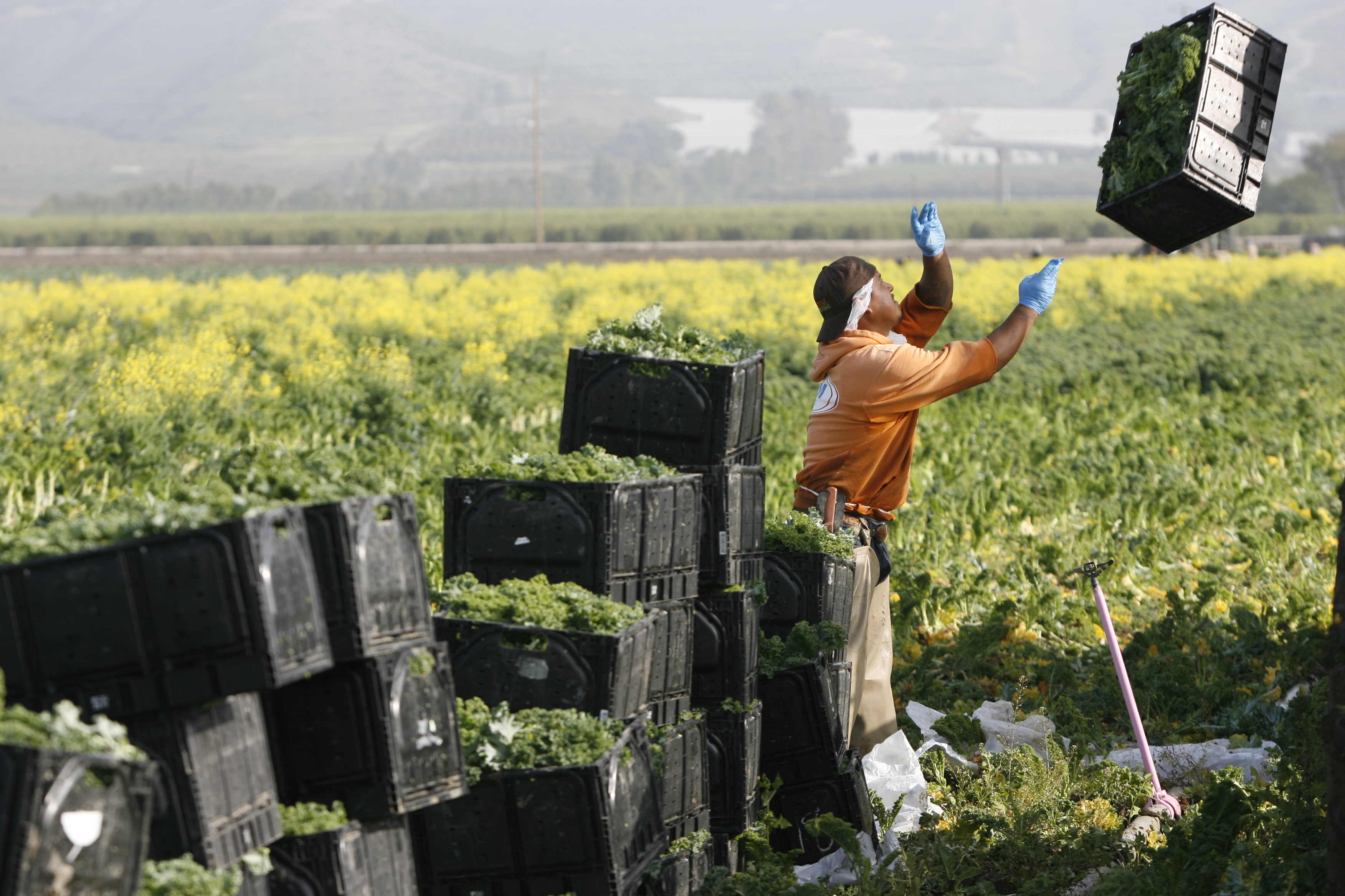 Ventura County raids alarm California farm community