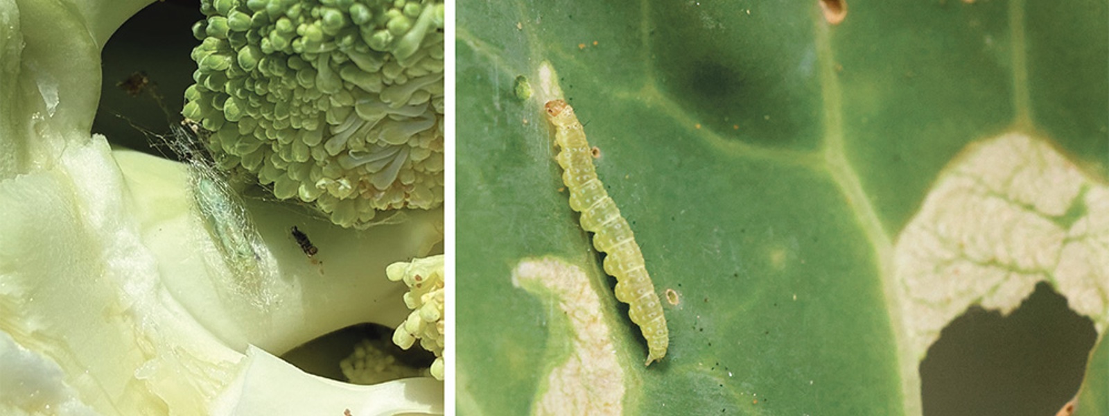 Moth damage rises as growers await new insecticide