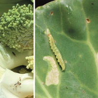 Moth damage rises as growers await new insecticide