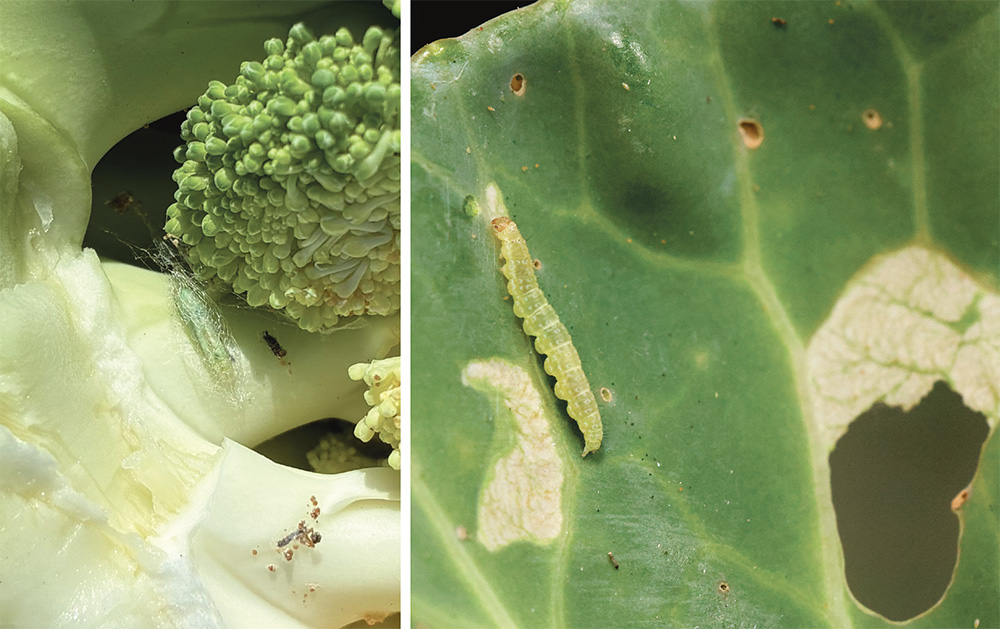Moth damage rises as growers await new insecticide