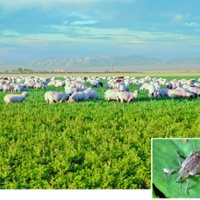 Advisor studies alternatives to treat pests in alfalfa