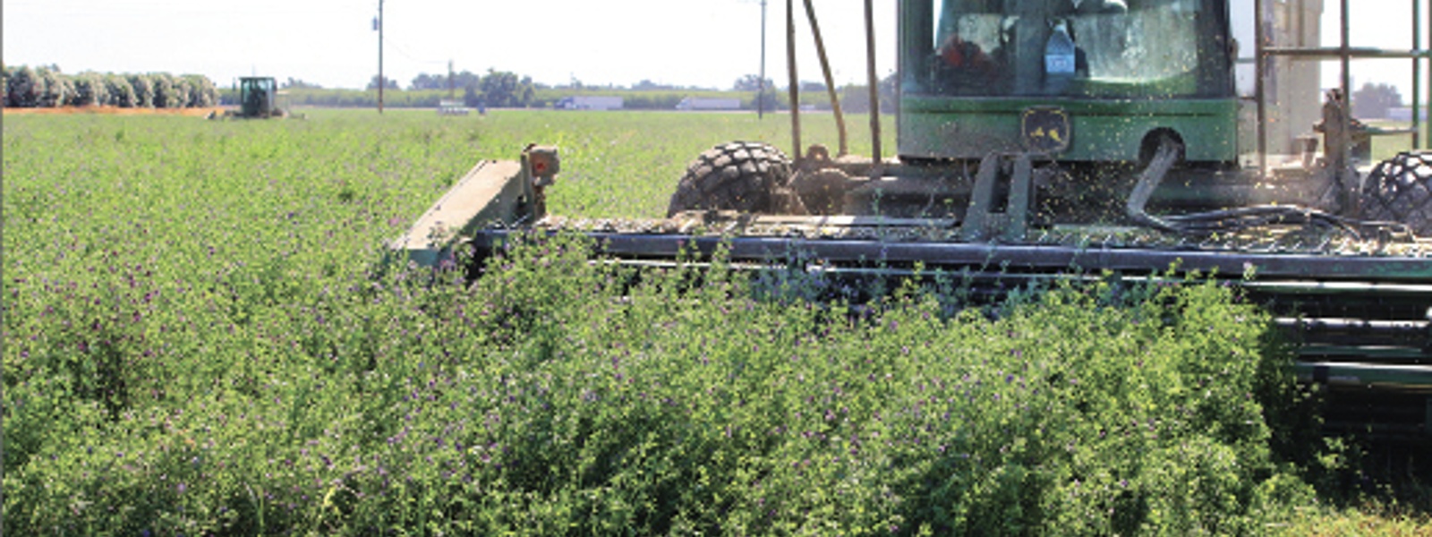 Alfalfa hay prices decline after wet winter