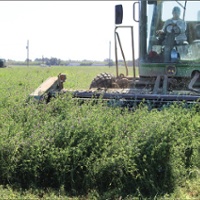 Alfalfa hay prices decline after wet winter
