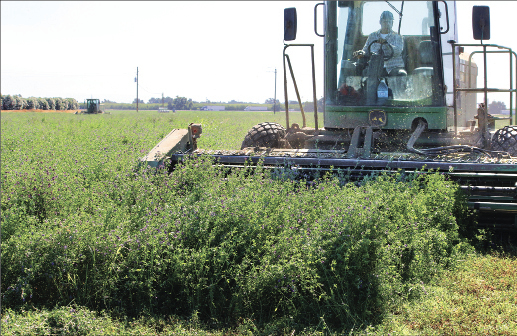 Alfalfa hay prices decline after wet winter