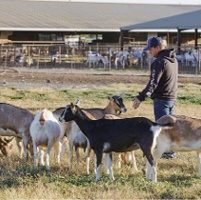 Glenn County cheesemakers keep dairy traditions alive