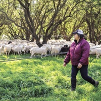 Sheep nourish almond orchards and create income