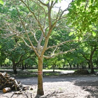 Proper irrigation key to preventing 'plant destroyer'