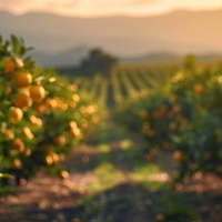 What are tips for using preemergent herbicide on citrus?