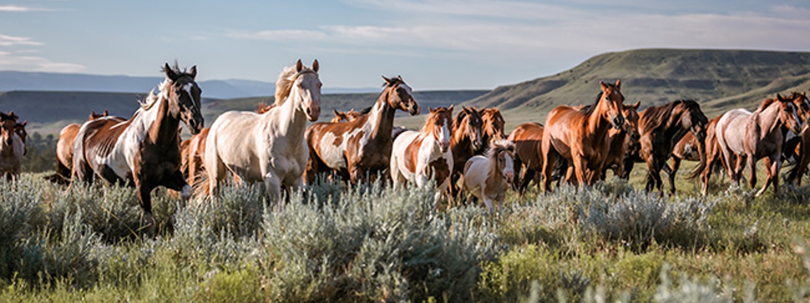 Advocacy in Action: Grazing, wild horses and the Endangered Species Act