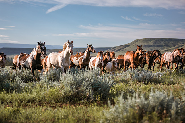 Advocacy in Action: Grazing, wild horses and the Endangered Species Act